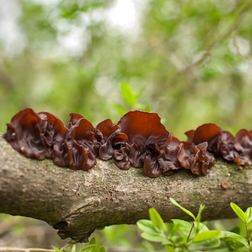 kikurage wood ear mushrooms in the wild